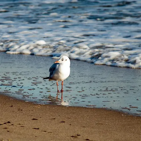 Duenenresidenz - Maxi 200 M Zum Глове